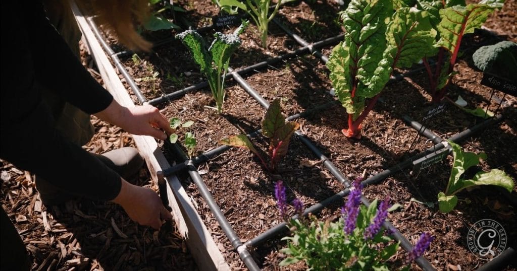 Watering garden in December