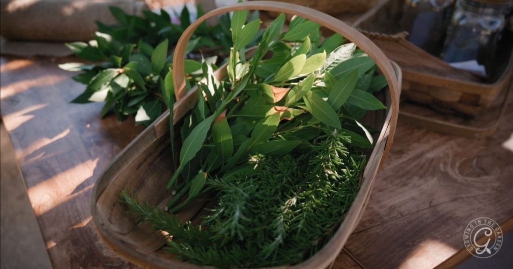 harvested herbs