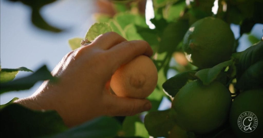 harvesting lemons