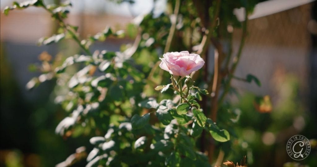 roses in December