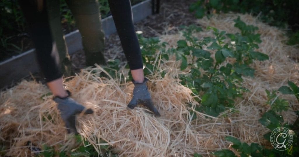 straw potatoes