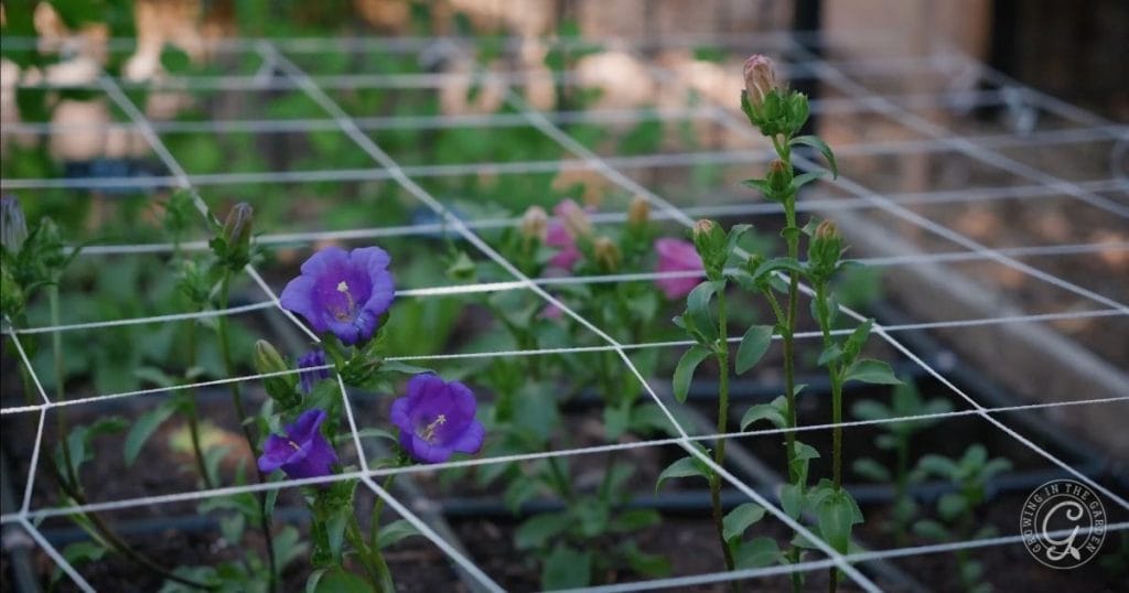 trellis netting for cut flowers