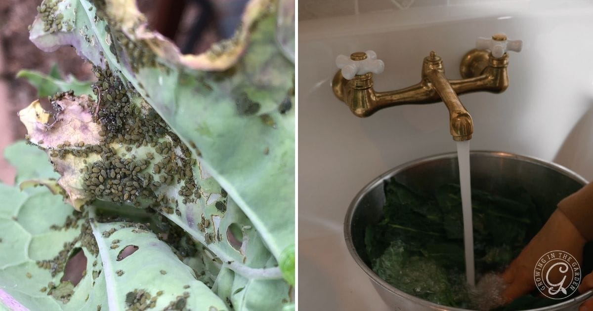 Close-up of aphids infesting a leafy green plant in an Arizona garden in January on the left; on the right, leafy greens are washed under running water from a brass faucet into a metal bowl in a sink.