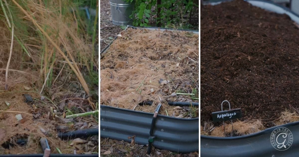 Three garden beds in progression in an Arizona garden in January: first with tall, dried asparagus fronds; second freshly trimmed and mulched; third topped with dark soil and a small “Asparagus” sign.