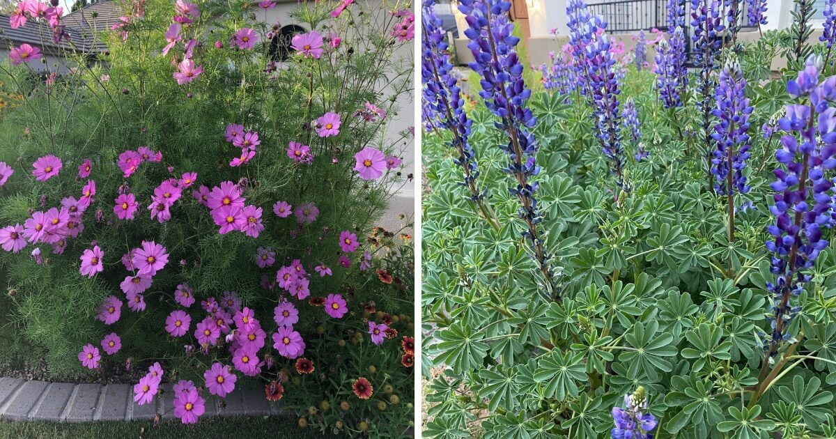 Holiday Neighbor Gift: Wildflower Seed Packs