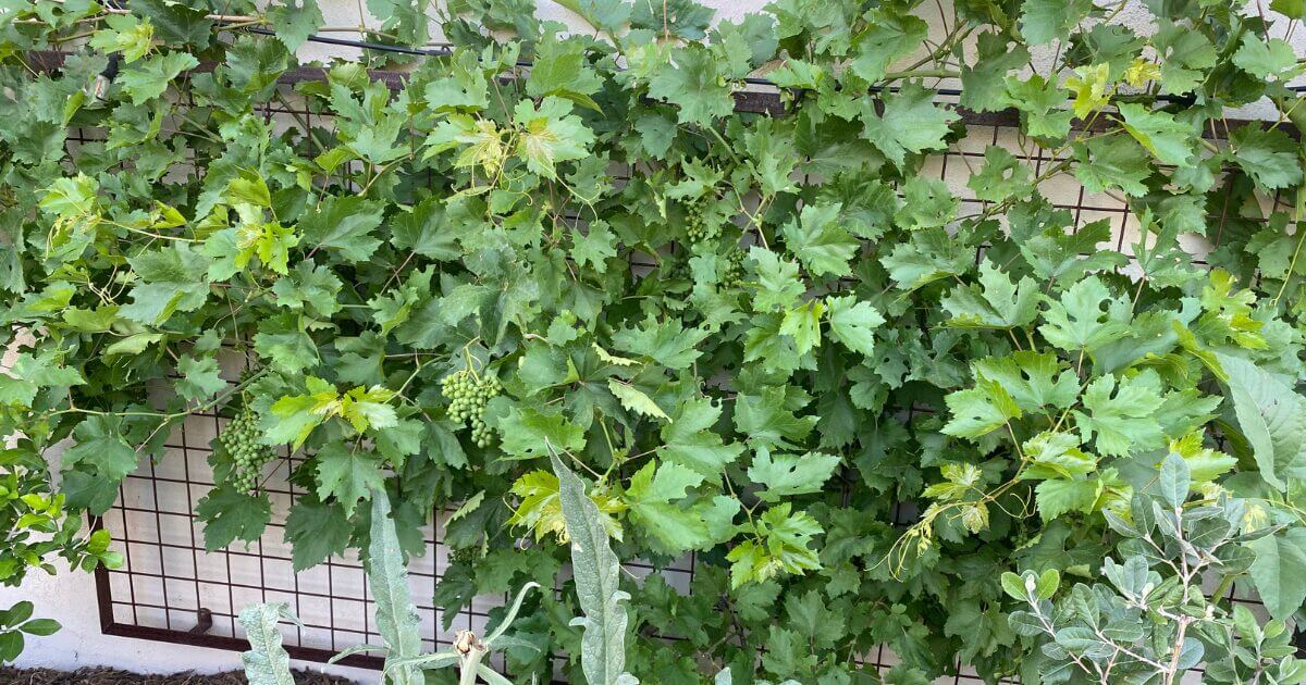Grapevine growing on a wall trellis.