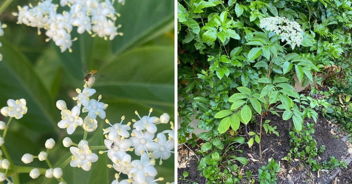 A elderberry bush rising up amidst the plants with its white and yellow flowers.