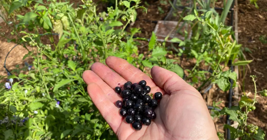 25 Thriving Edible Perennials In My Desert Garden