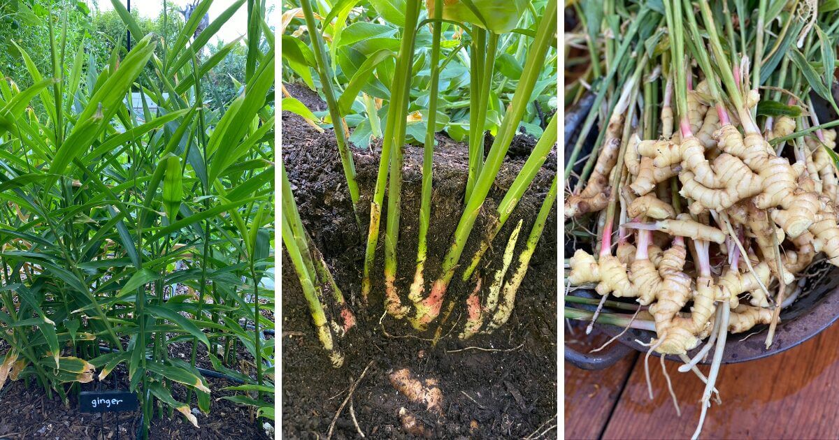 Ginger rhizomes freshly harvested and ready to eat.