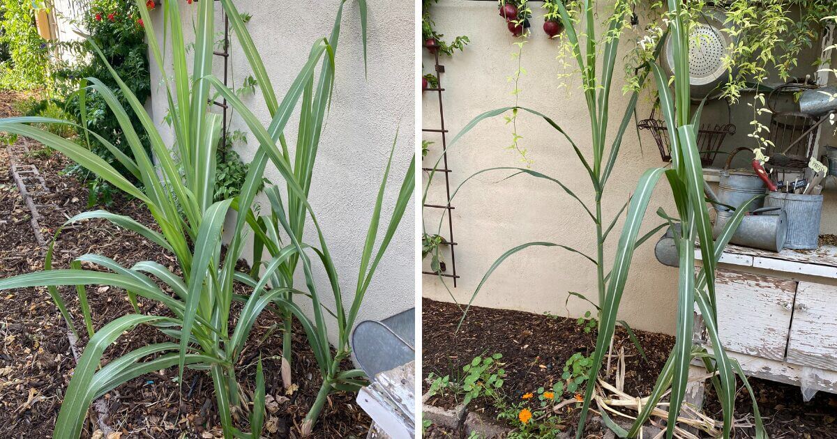 The long and strappy leaves of a sugarcane plant.