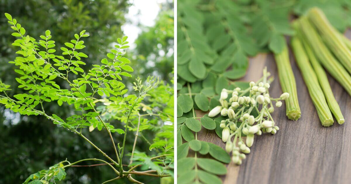 The feathery and green moringa plant with its delicate, cream-white flowers.