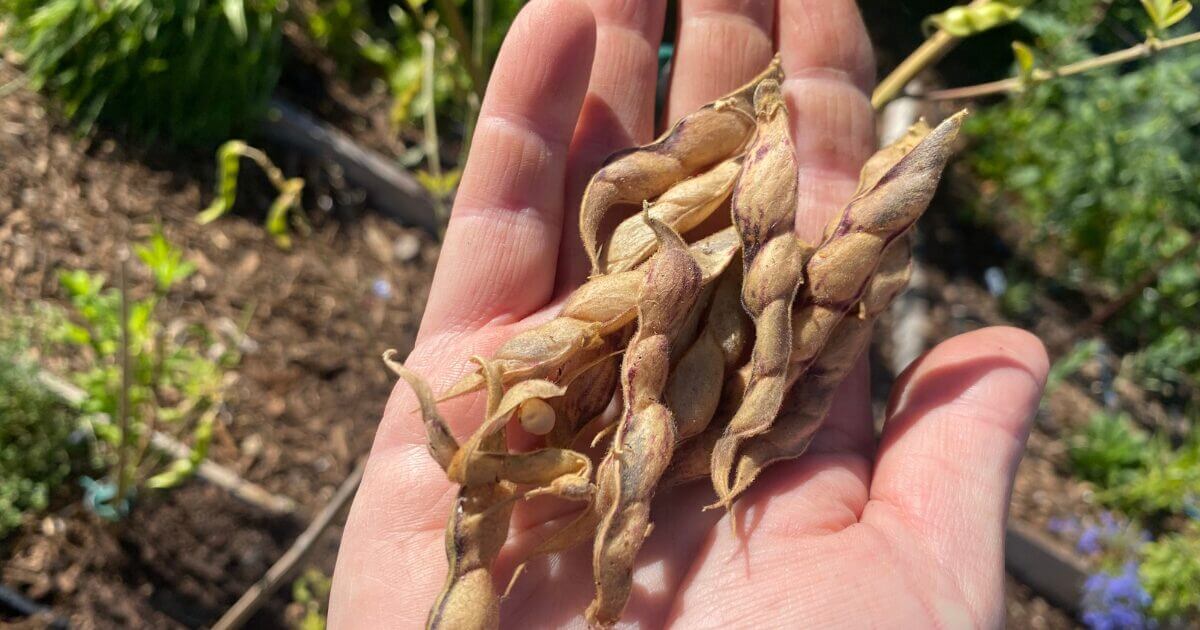 Several flat, brown pigeon pea pods lying on the palm of a hand.