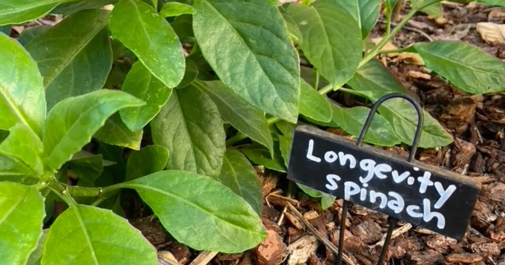 25 Thriving Edible Perennials In My Desert Garden