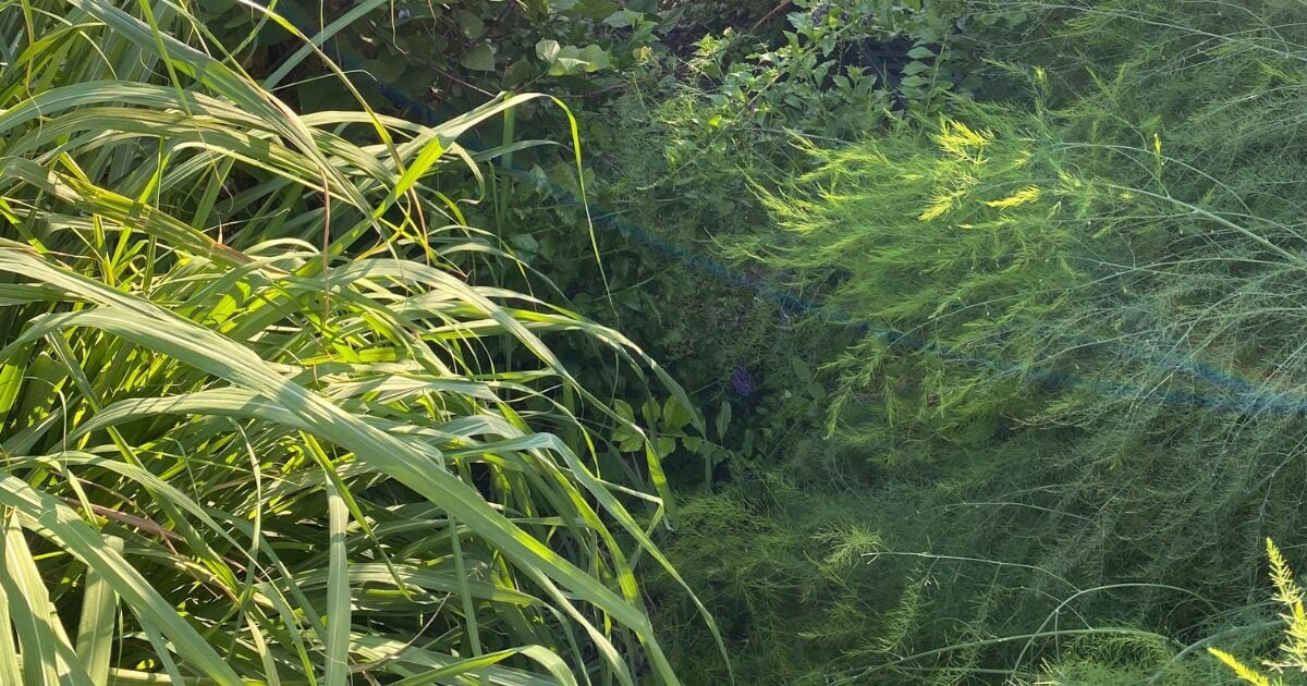 Lemongrass and asparagus growing.