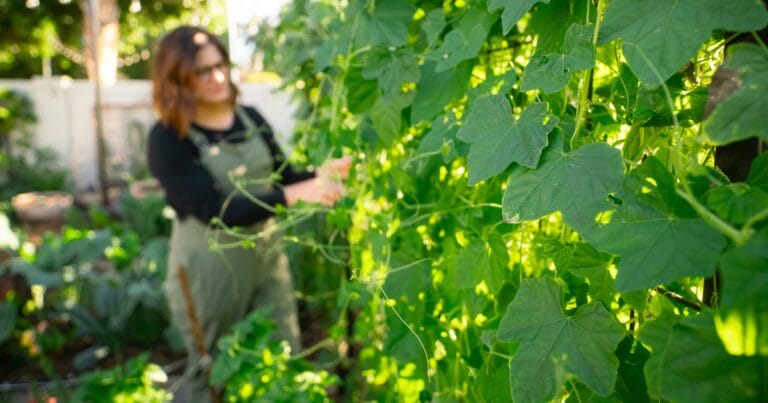 Woman tending to green leafy plants in a sunlit garden, wearing overalls and glasses.