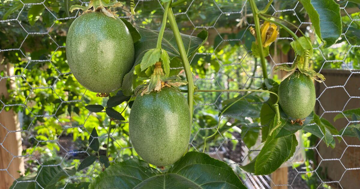 Two large green passion fruits hang down over a metal trellis.