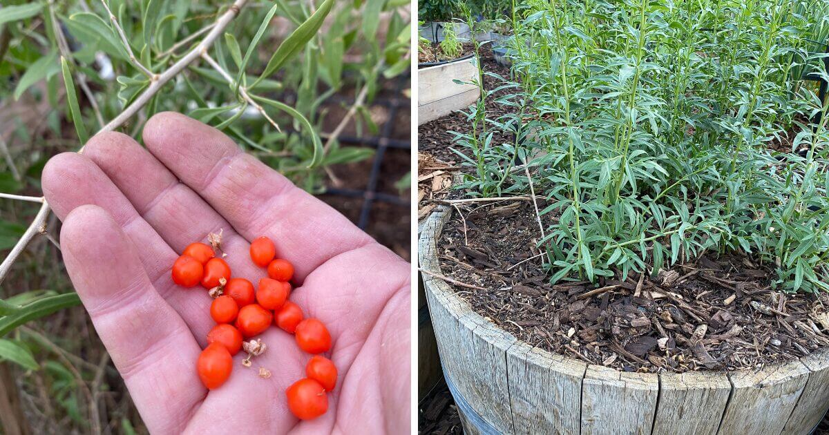 Small red Goji Berries laying on the palm of a hand.