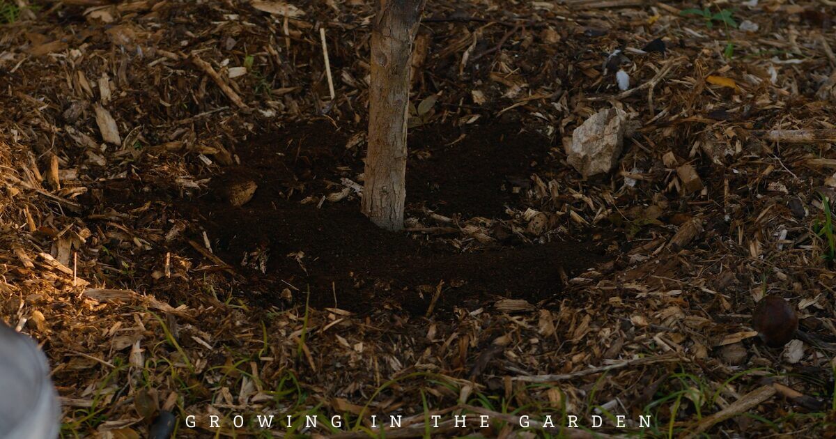 A young tree is planted in soil surrounded by mulch, showing a permaculture method for feeding fruit trees, with the words GROWING IN THE GARDEN at the bottom of the image.