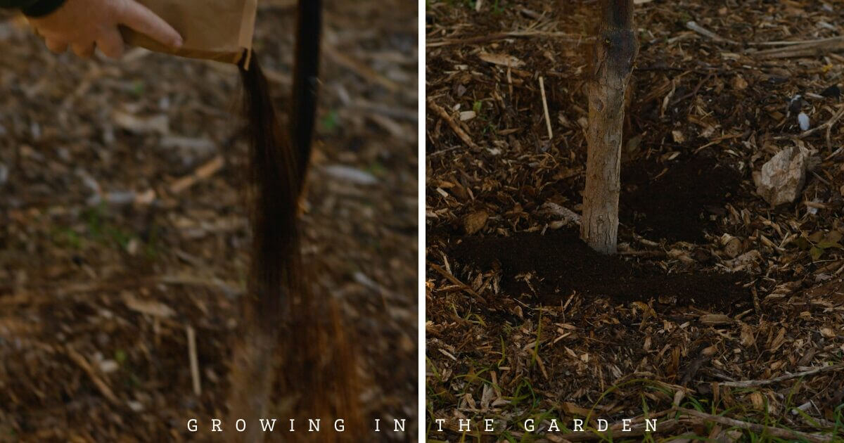 A split image: on the left, a hand pours dark compost around a plant base using the permaculture method for feeding fruit trees; on the right, compost surrounds a young stem in a garden. Text at the bottom reads “Growing in the Garden.”.