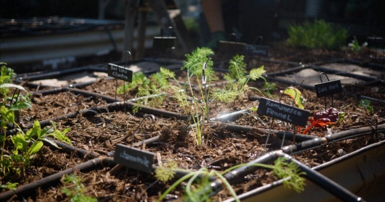 Small garden bed with labeled herbs and vegetables, including fennel, in sunlight with drip irrigation.