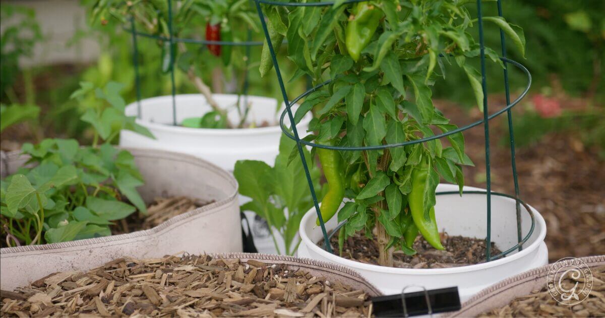 When starting your garden, use items you already have around the house. Old containers, cement blocks, and bathtubs can be used as planters to save money. 