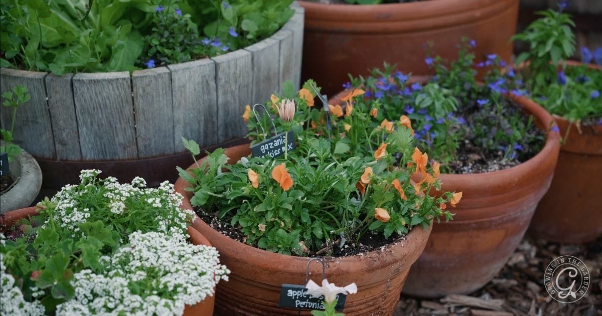 Several terracotta and wooden pots filled with flowering plants and greenery sit outdoors on soil and wood chips. Small black labels with white writing identify some plants—giving a glimpse of an Arizona garden in January.
