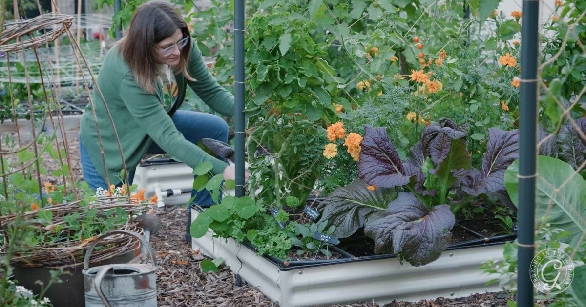 A person wearing glasses tends a lush raised Arizona garden in January, filled with leafy greens, flowers, and various plants. Gardening tools, potted plants, and wood chip mulch surround the vibrant bed.