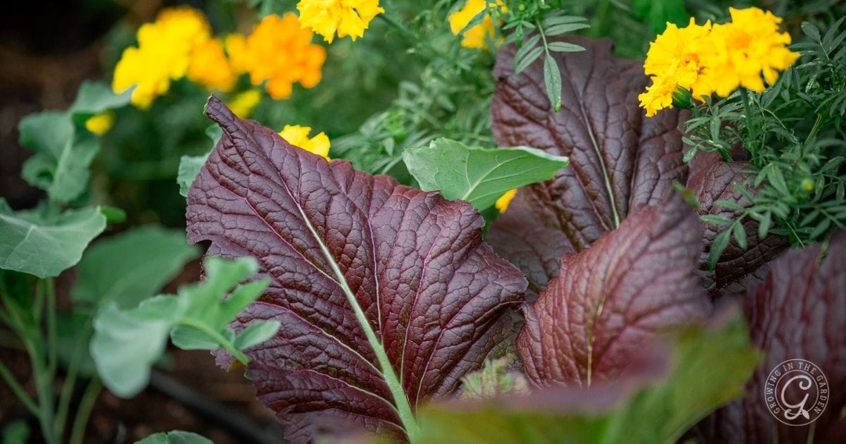 Large, textured purple-green leaves grow in front of vibrant yellow marigold flowers in an Arizona garden in January. A circular watermark is visible in the bottom right corner of the image.