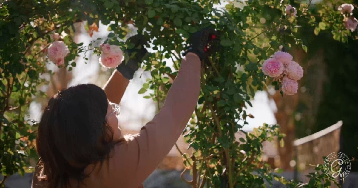 A person wearing gloves trims a rose bush with pink blossoms outdoors under daylight, surrounded by greenery in an Arizona garden in January.