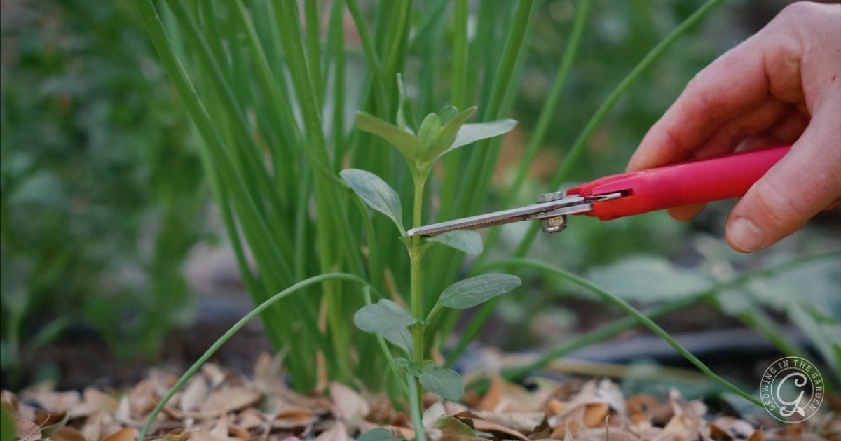 A hand holding red pruning shears snips a small green herb plant in an Arizona garden in January, surrounded by leafy plants and dried leaves on the soil.