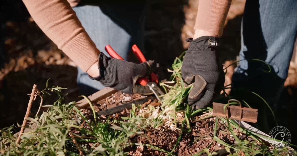 A person wearing black gloves uses red pruning shears to trim green plants in an Arizona garden in January, suggesting outdoor gardening work and close attention to plant care.