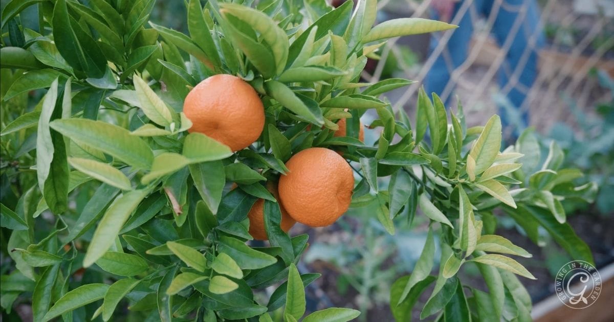 Three ripe oranges hanging on a leafy green branch in an Arizona garden in January, with a netted fence and blurred garden background.