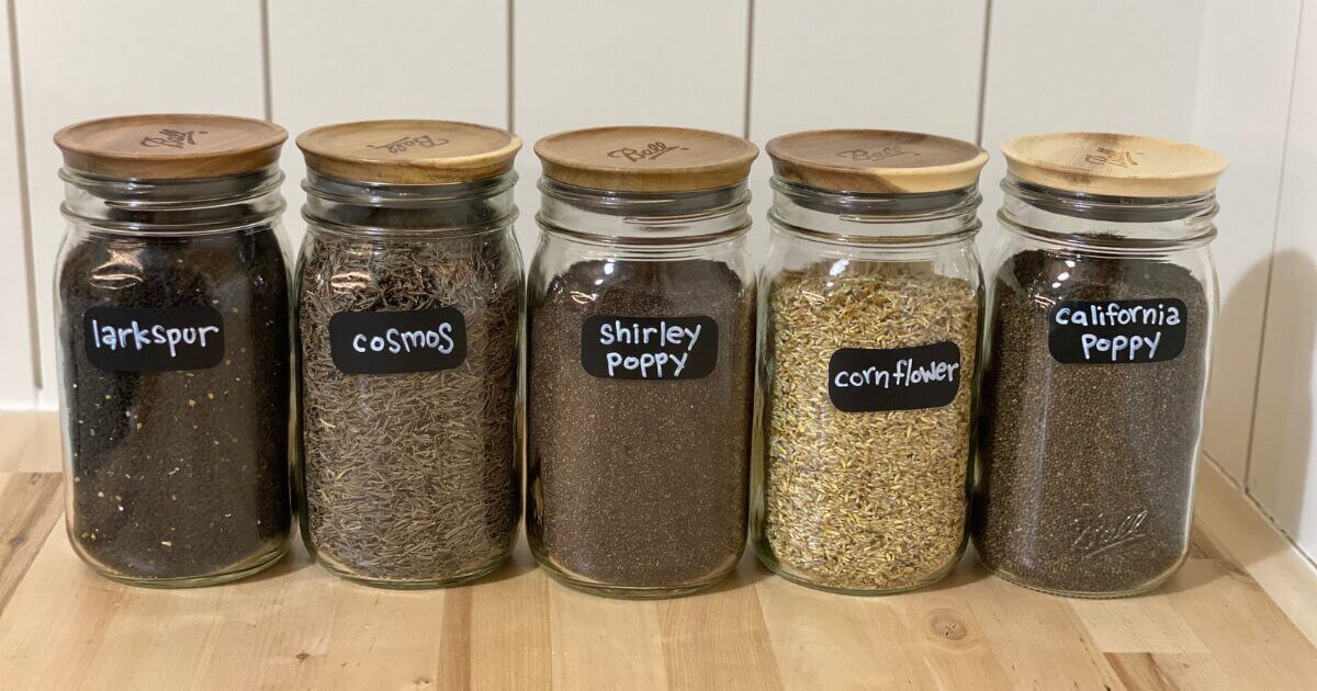 Five glass jars with wooden lids, each labeled with a type of flower seed from a Wildflower Seed Packet—larkspur, cosmos, shirley poppy, cornflower, and California poppy—are lined up on a wooden surface against a white background. Perfect neighbor gift idea.