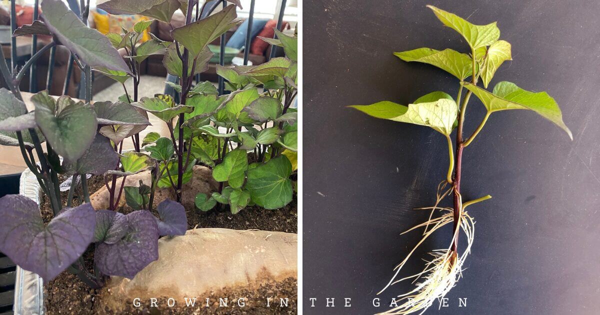 A split image showing sweet potato plants growing in soil on the left and a sweet potato slip with leaves and roots on the right, against a dark background—perfect for illustrating how to chit potatoes at home.