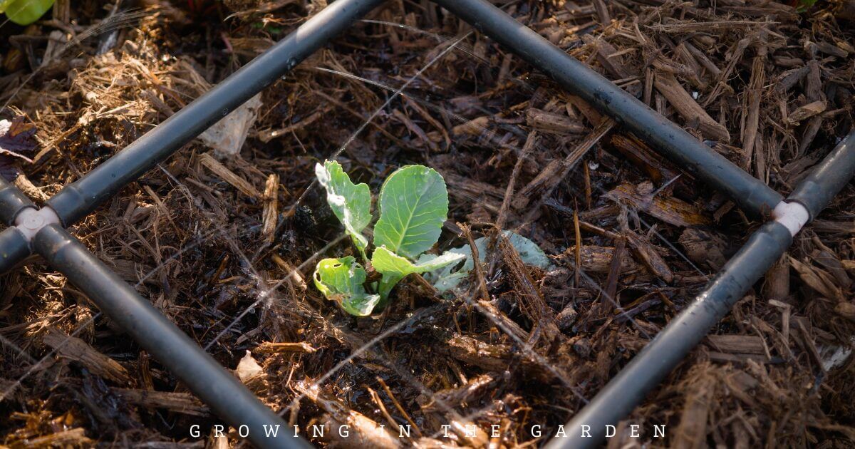 Small green plant sprouting in soil, surrounded by a grid of black irrigation pipes in a garden bed.