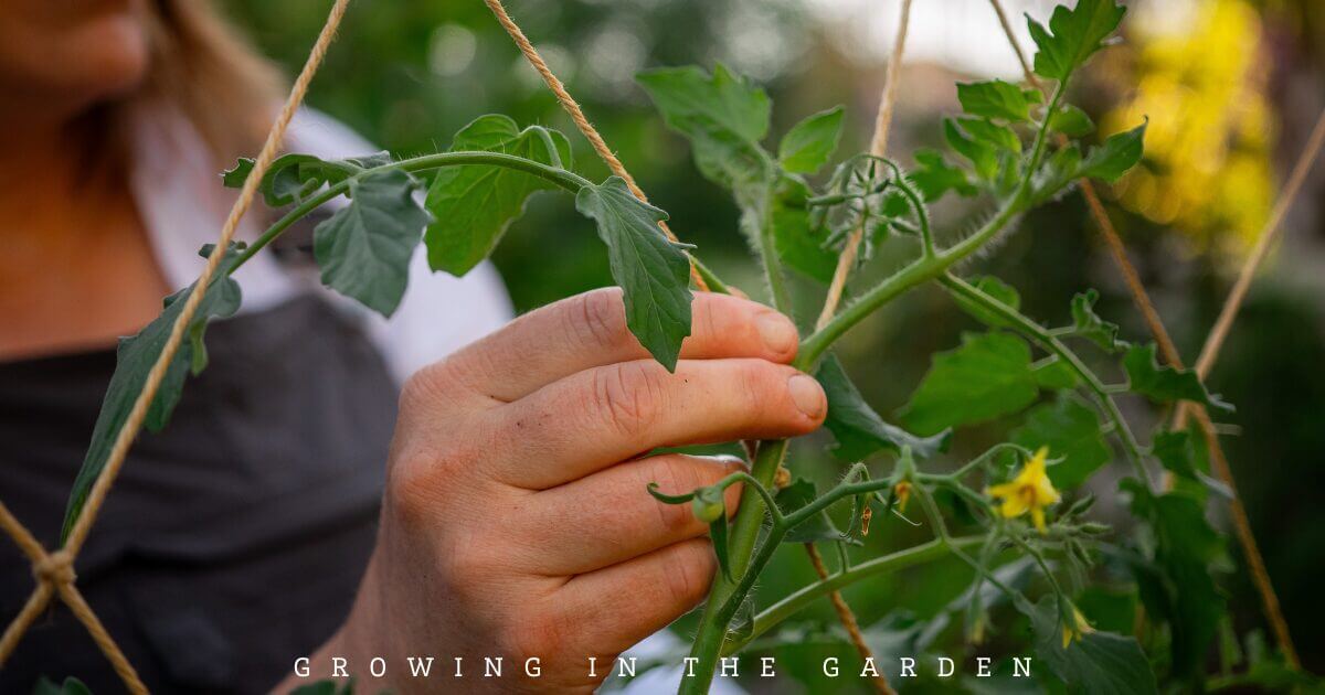 A person tending to a tomato plant in a garden, gently holding the vine near a yellow blossom.