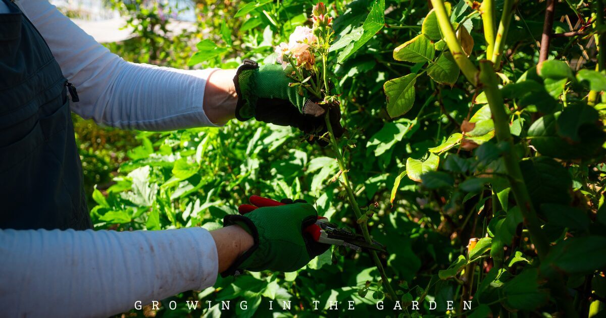 A person wearing green gloves prunes plants in a lush garden, with text reading “Growing in the Garden.”.