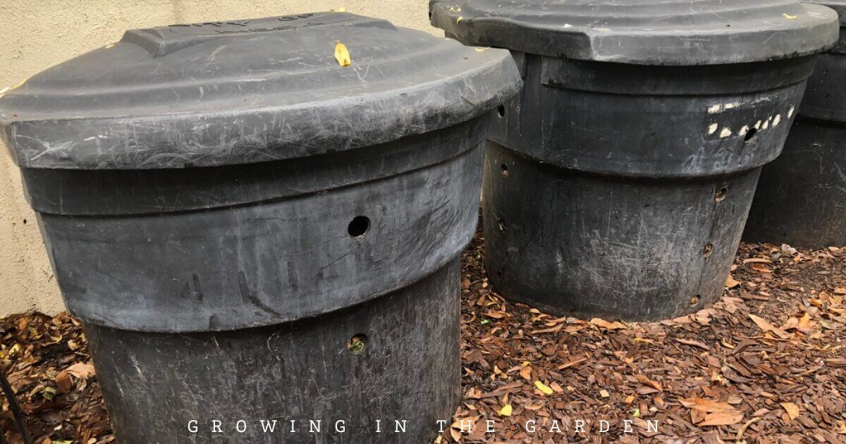 Two large black plastic barrels with holes in the sides, sitting on mulch next to a wall.