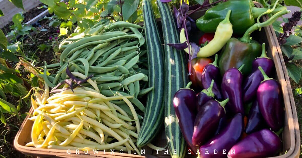 Basket of fresh garden vegetables: green beans, yellow beans, okra, green peppers, and purple eggplants.