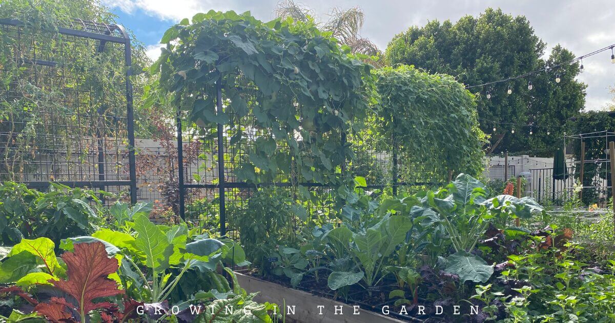 Raised garden bed with leafy greens and tall trellised plants under a partly cloudy sky.