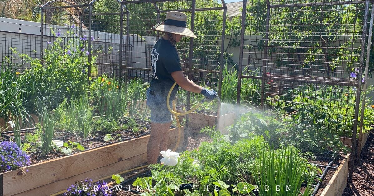 How to Make Worm Castings Tea: Zach's Recipe for a Pest-Free Garden