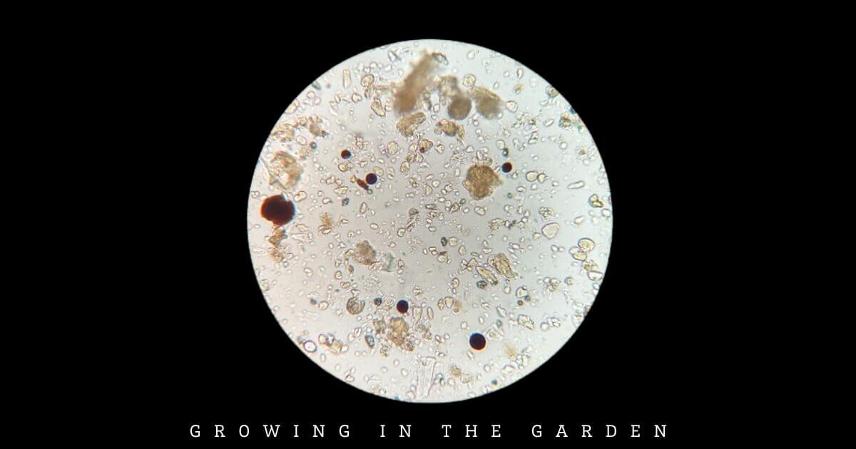 How to Make Worm Castings Tea: Zach's Recipe for a Pest-Free Garden