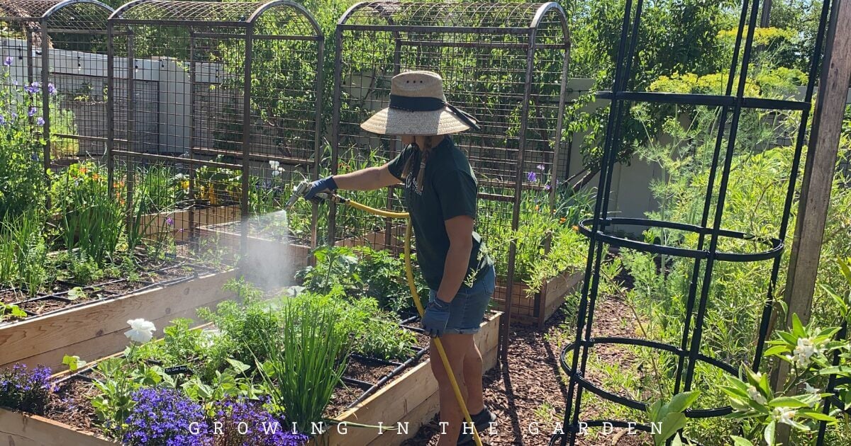 How to Make Worm Castings Tea: Zach's Recipe for a Pest-Free Garden