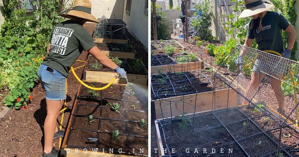 How to Make Worm Castings Tea: Zach's Recipe for a Pest-Free Garden