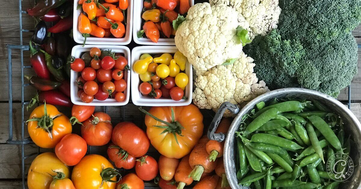 Grow vegetables that produce a lot of food, like tomatoes, zucchini, and beans. You'll get large harvests with less expense. Choose crops you enjoy eating so there is less waste.