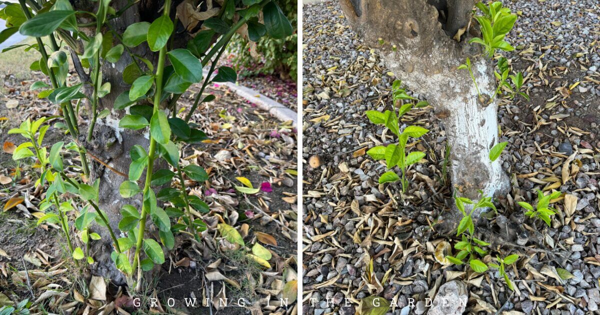 Two trees with green shoots, possibly citrus suckers and sprouts, growing from their bases amid dry leaves and mulch. The left tree is near a curb, while the right tree has a white-painted trunk section.