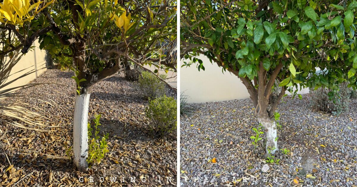 Side-by-side images of two trees with white-painted trunks at the base, surrounded by gravel and mulch. Both trees have green leaves and small shoots—examples of citrus suckers and sprouts—growing from the base.