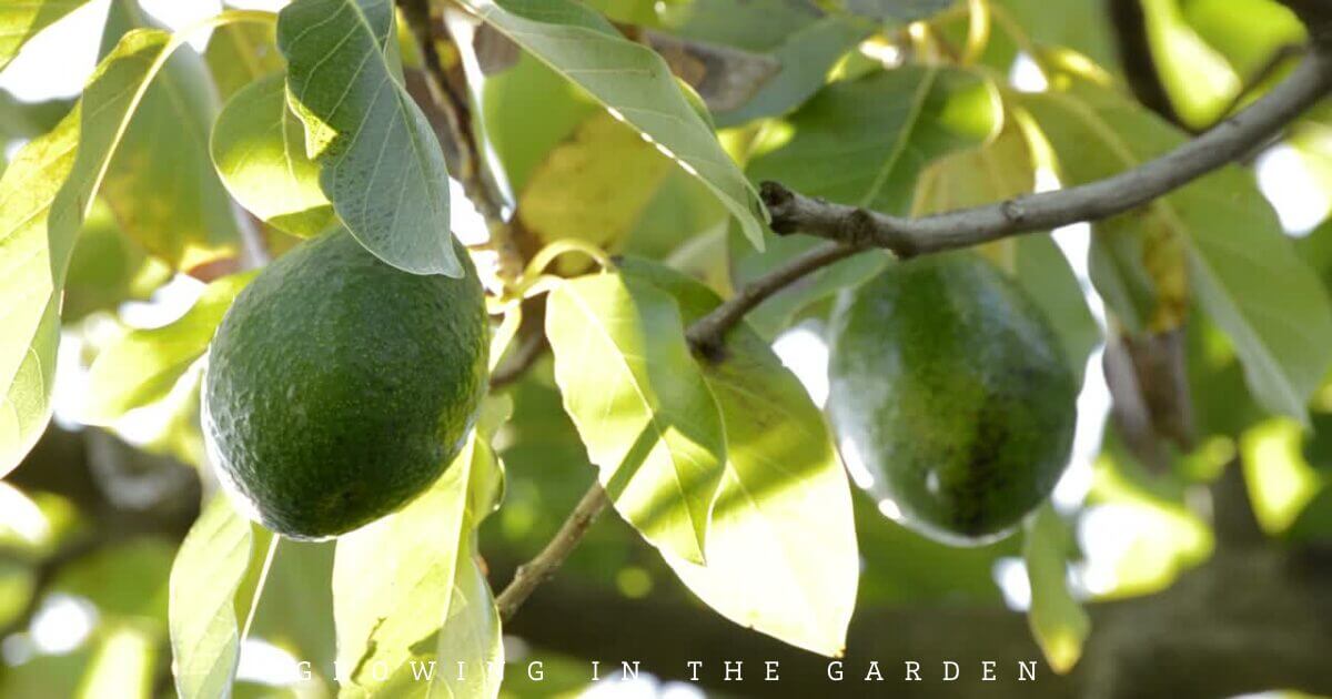 Avocado tree in a food forest