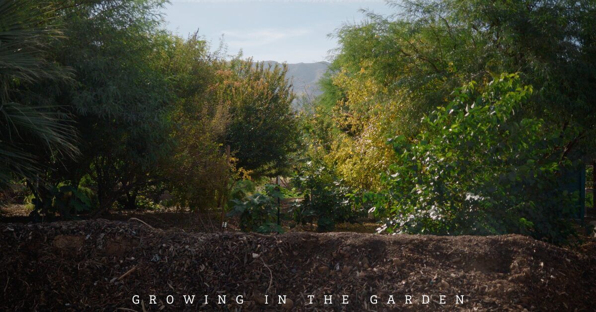10 Practical Tips for Creating a Permaculture Food Forest