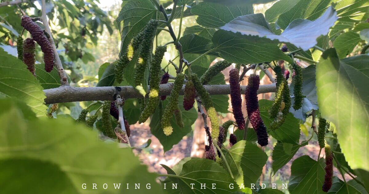 Mulberries in a food forest
